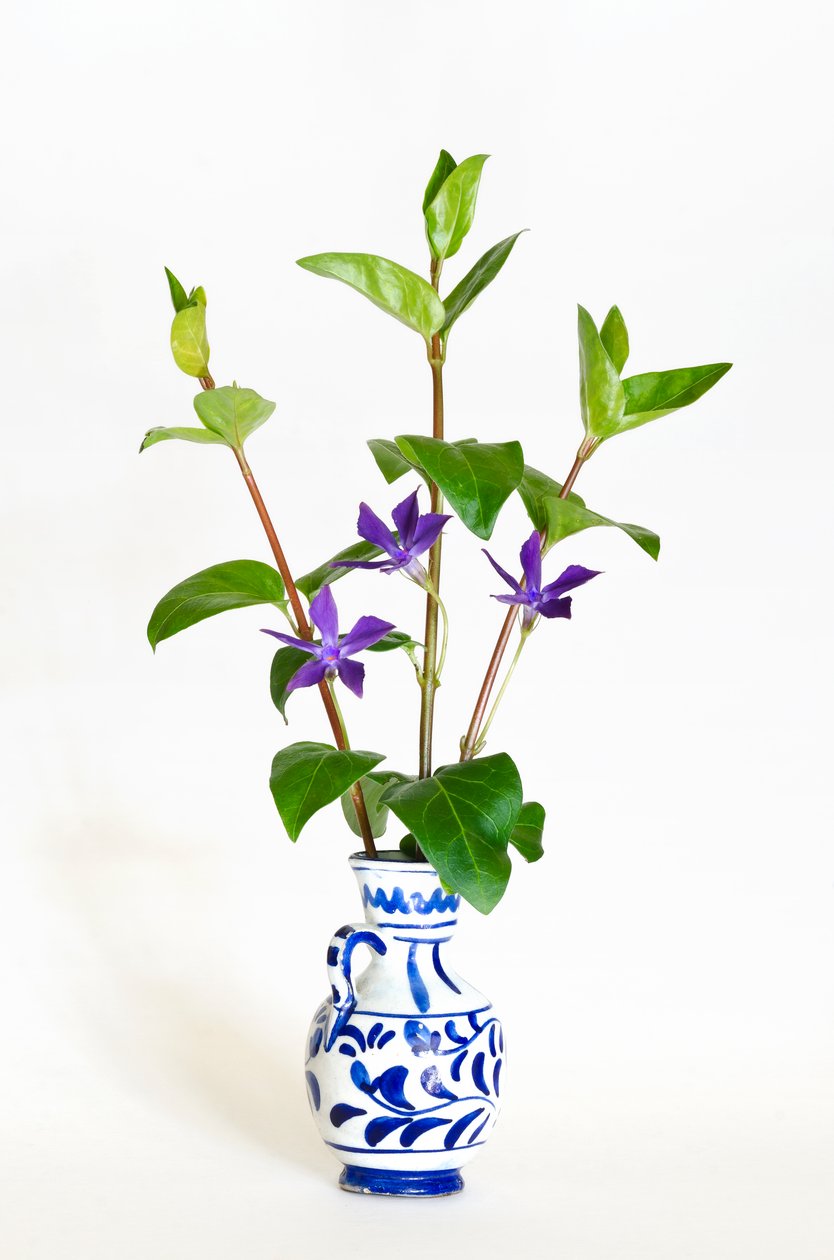 Tre stilke af storsnegl (Vinca major) blomstrer i vase (foto) af . .