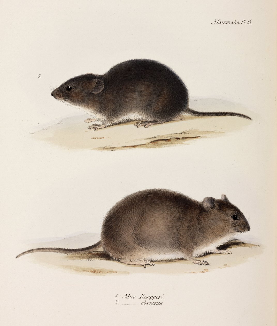 To typer mus, c 1832-1836 af John Pardon