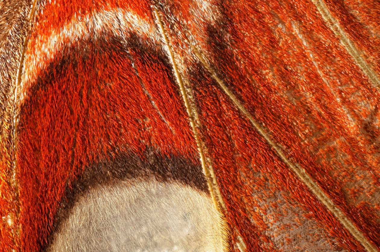 sommerfugl Attacus atlas (lepidoptera) Nærmere plante. (makrofotografering) af John Pardon