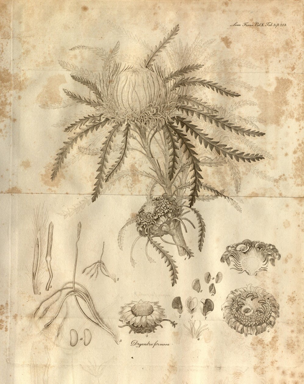 Dette er plade 3 fra bind 10 af Transactions of the Linnean Society of London, der blev udgivet i 1811. Den afbildede plante er Dryandra formosa (nu Banksia formosa) af Various