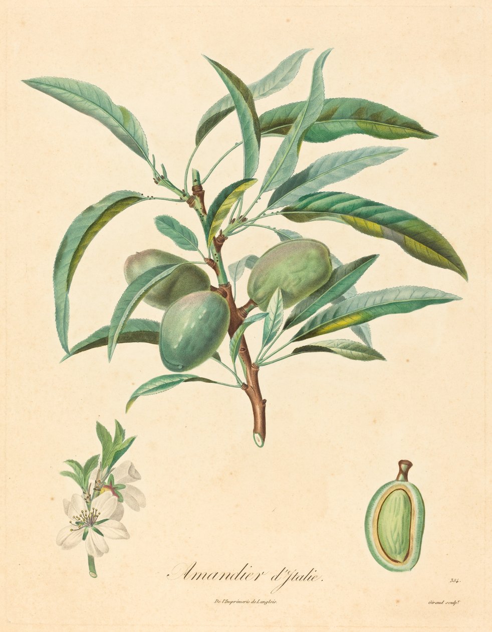 Mandeltræ fra Italien af after A. Poiteau