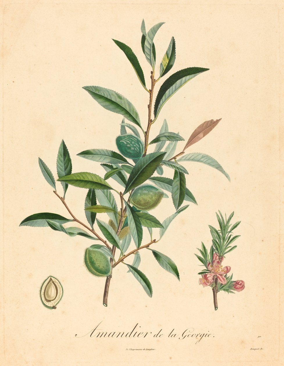 Georgia mandeltræ af after A. Poiteau