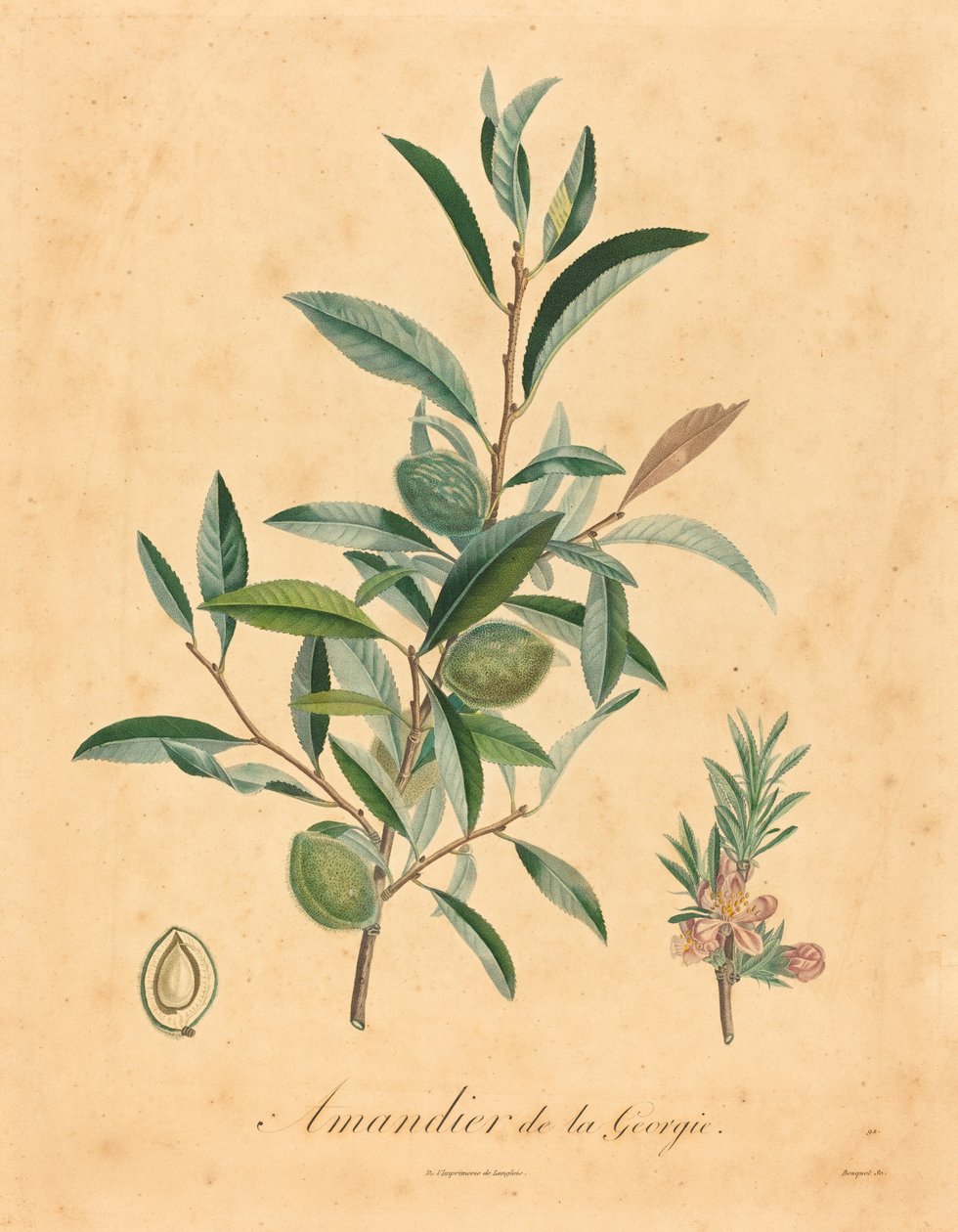Georgia mandeltræ af after A. Poiteau