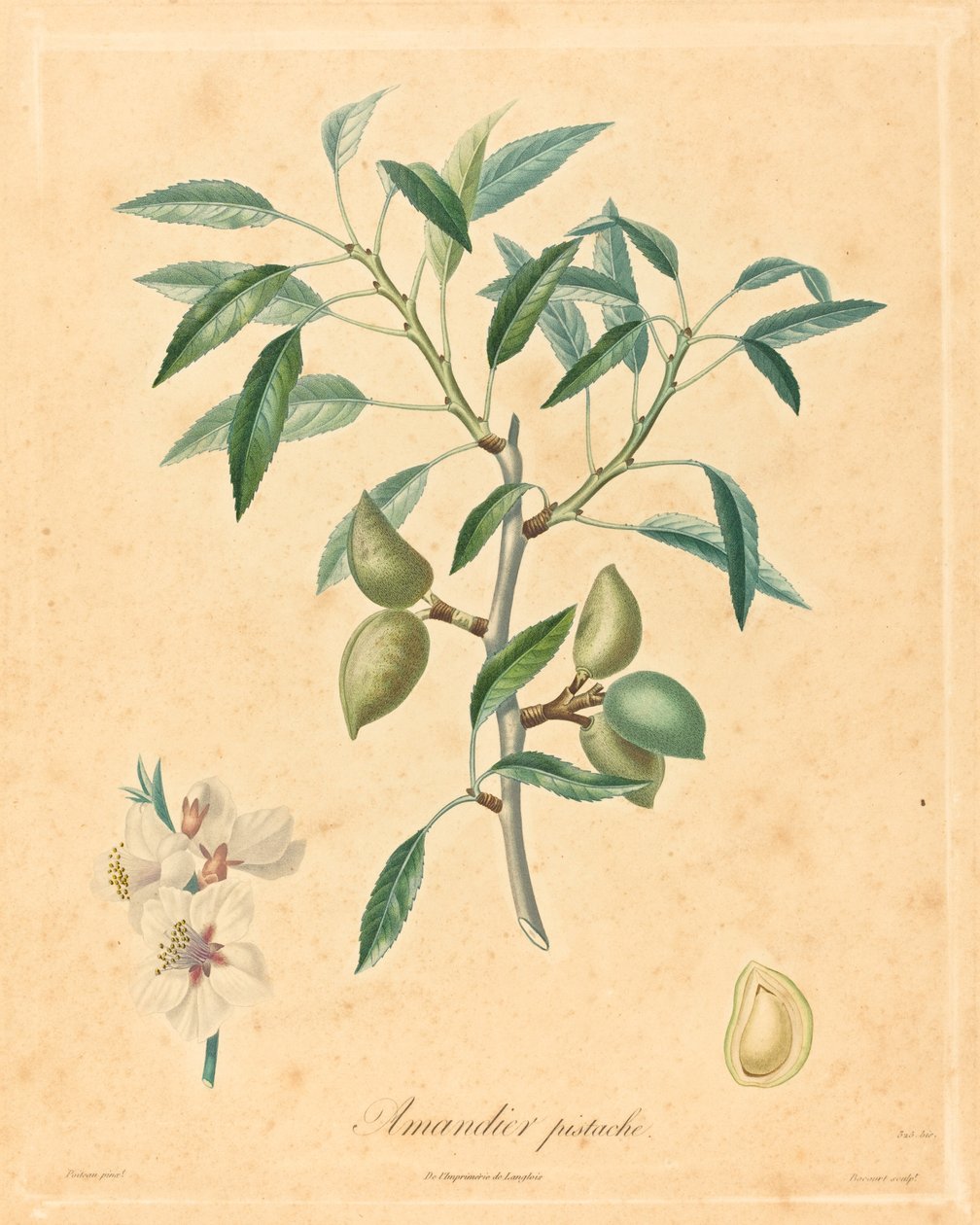 pistacie mandeltræ af after A. Poiteau