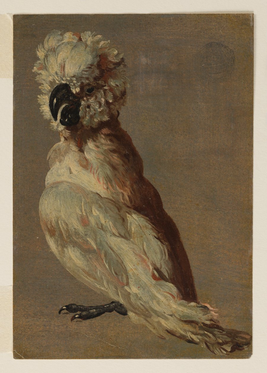 En hvidbrun kakadue af after Frans Snyders