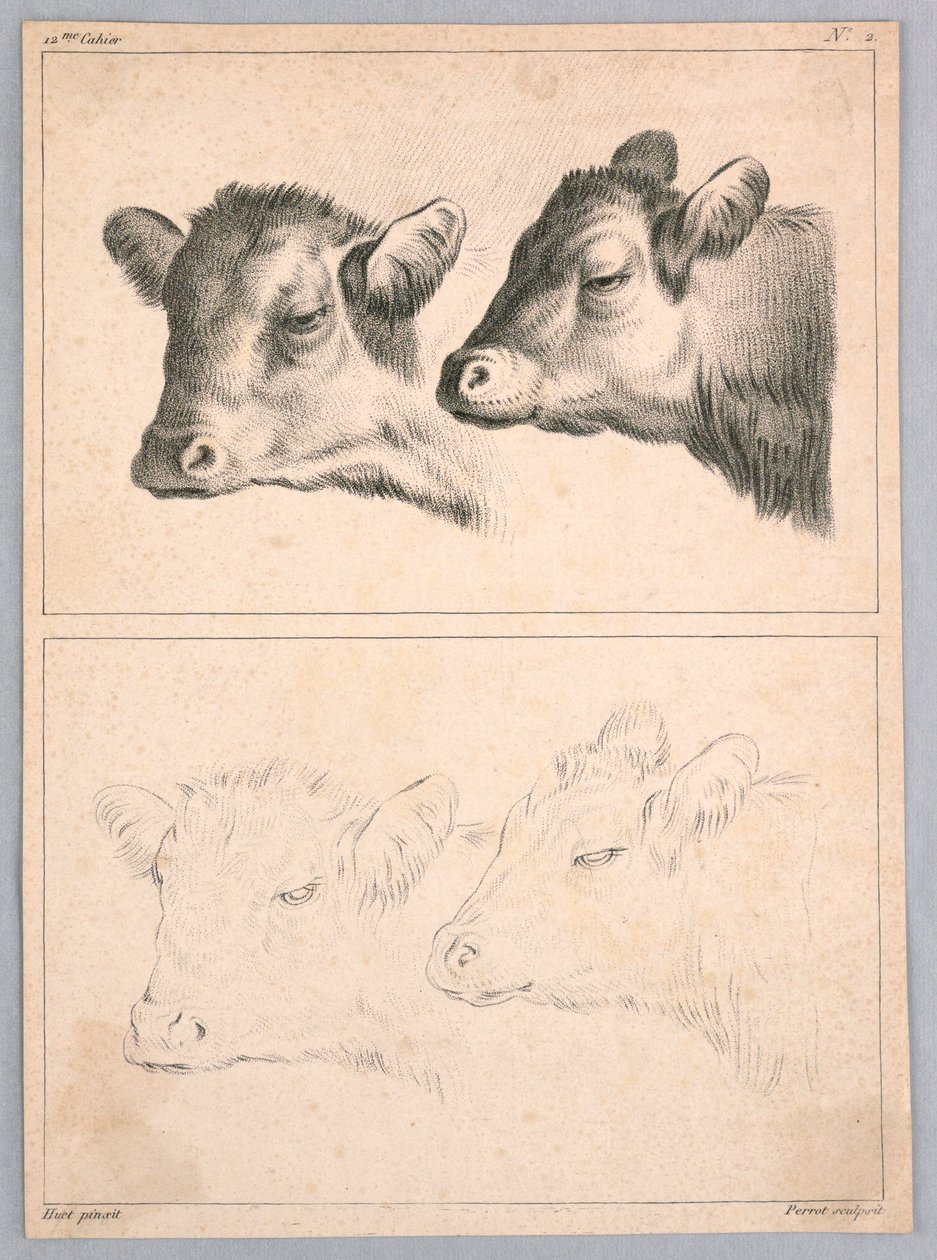 To kohoveder, plade nr. 2 fra 12me Cahier d