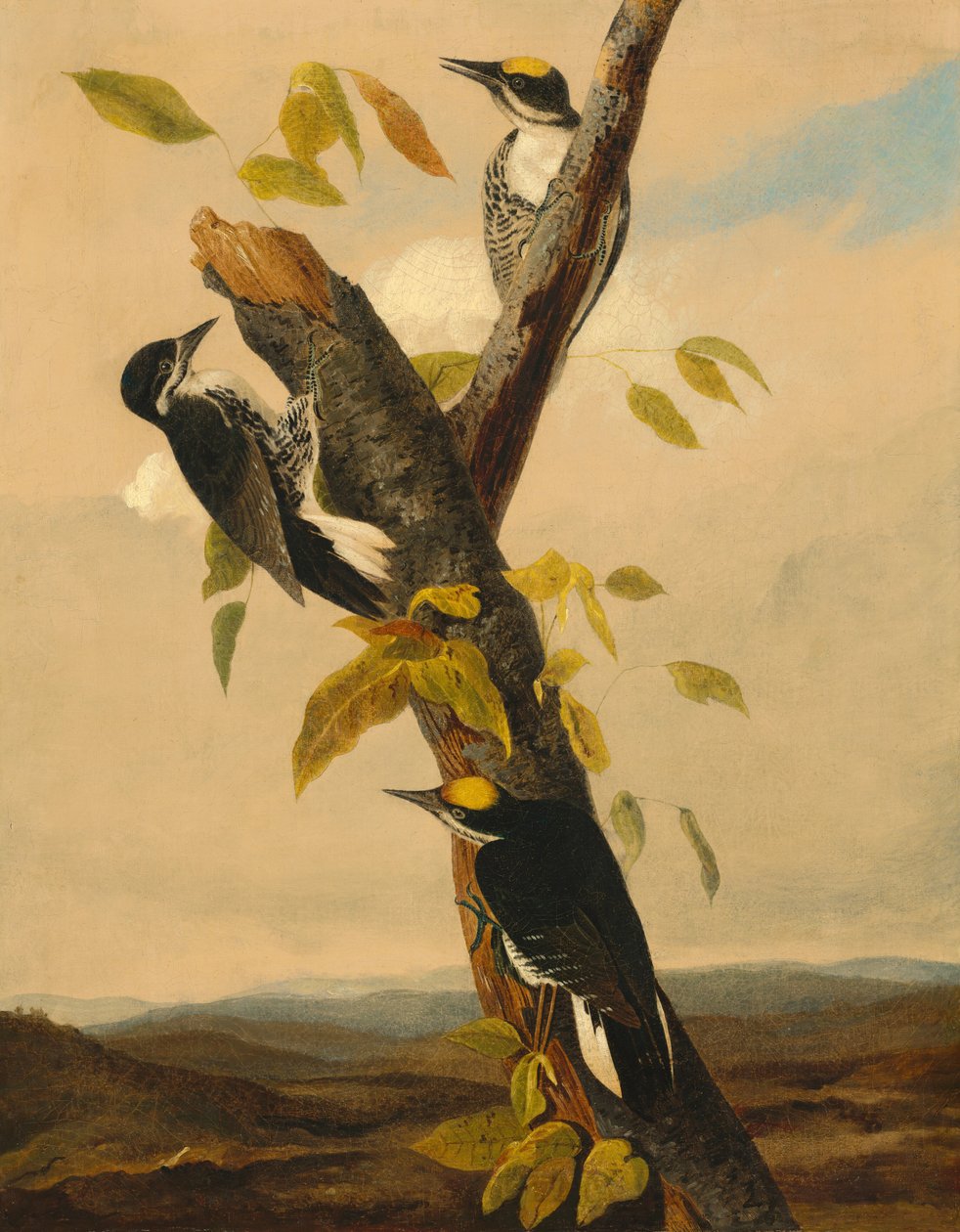 Sortrygget tretået spætte af after John James Audubon Joseph Bartholomew Kidd
