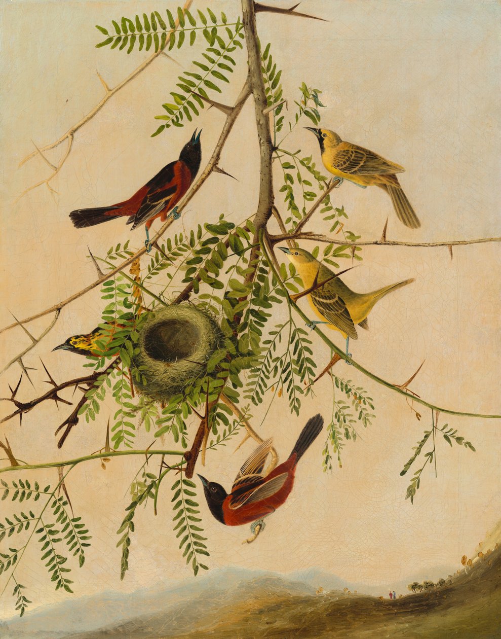 Orchard Oriole af after John James Audubon Joseph Bartholomew Kidd