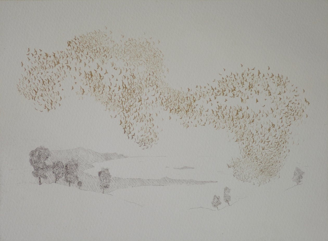 Sunbirds, 2016, radering og håndfarvning på papir af angus hampel