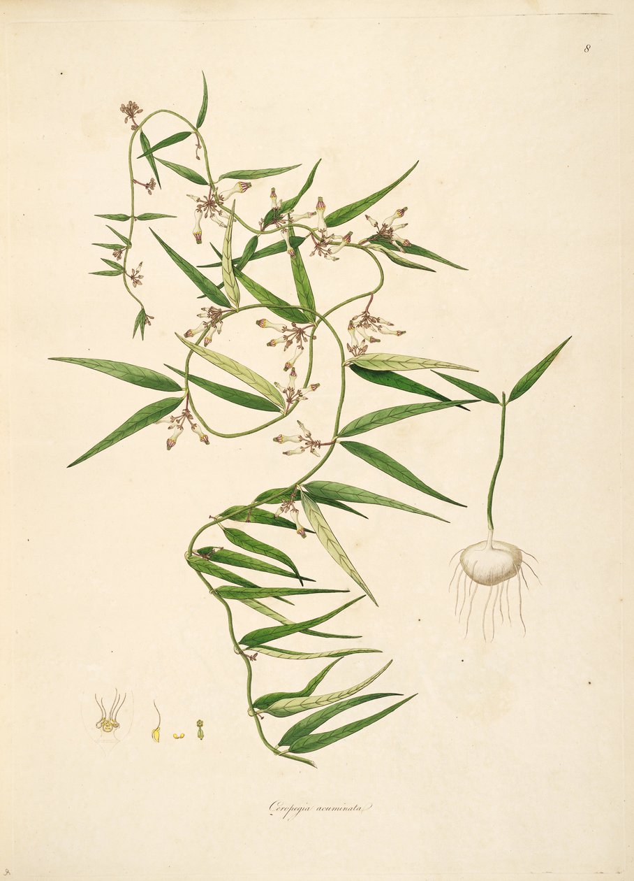 Illustration af Ceropegia acuminata (= Ceropegia bulbosa), Apocynaceae, Asclepiadoideae af anonymus
