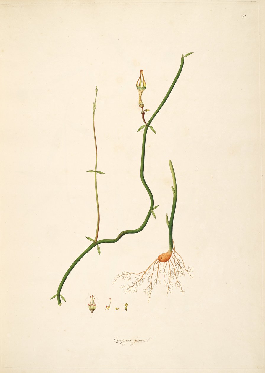 Illustration af Ceropegia juncea, Apocynaceae, Asclepiadoideae af anonymus