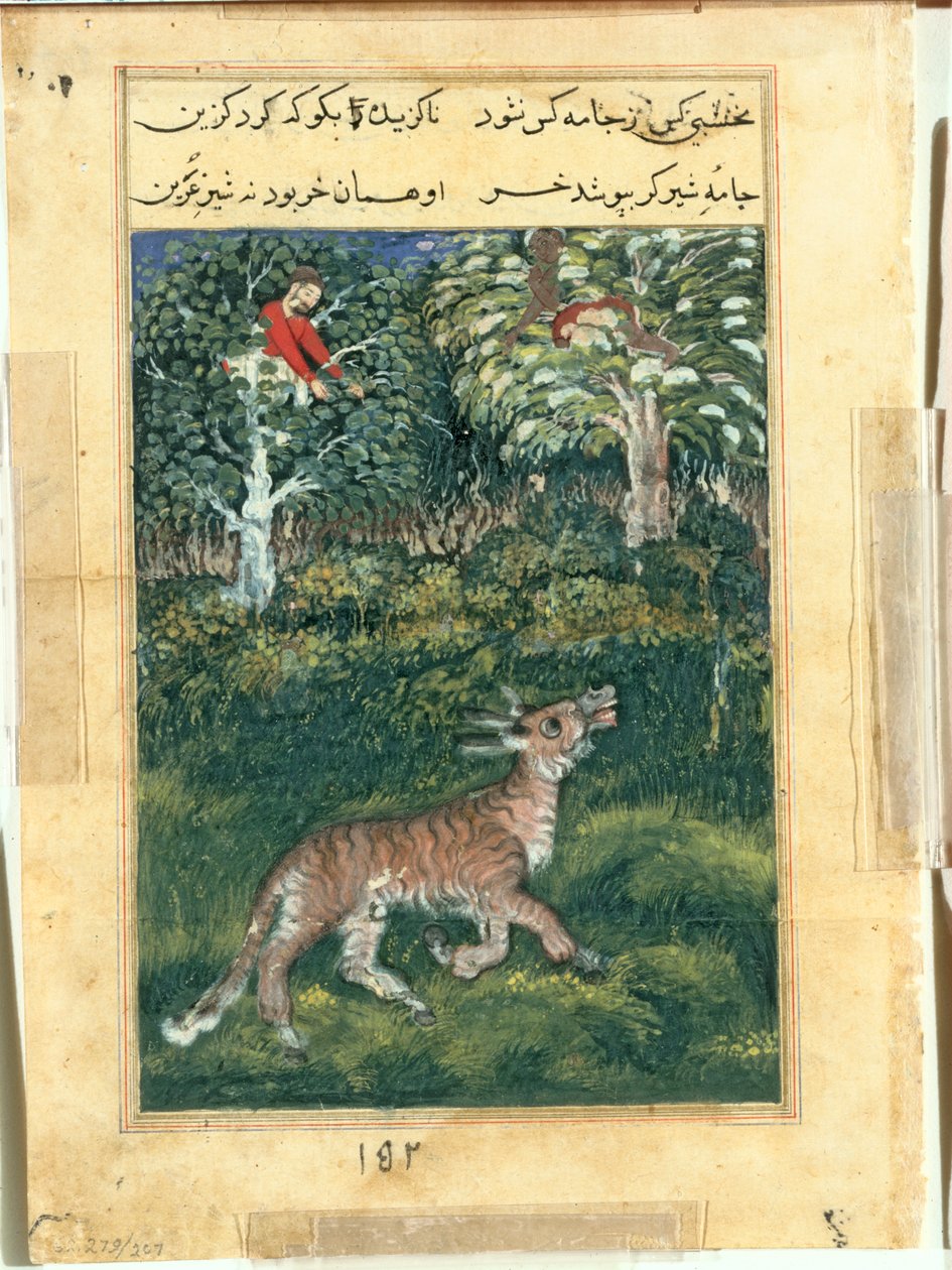 Æslet, i en tigers hud, afslører sin identitet ved at skråle højt fra en Tuti-nama (Tales of a Parrot): Thirty-first Night af attributed to Basavana