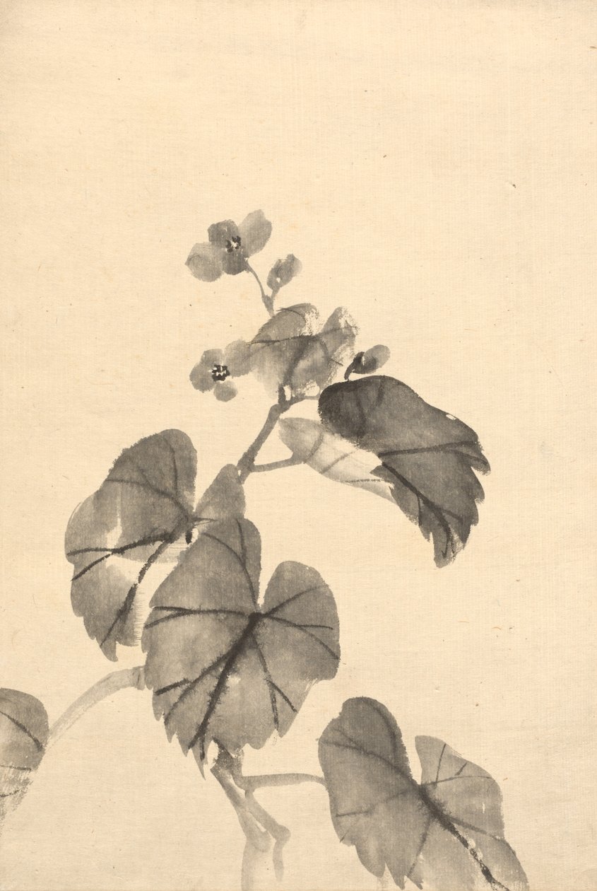 Gren af Begonia i blomst af attributed to Kono Bairei