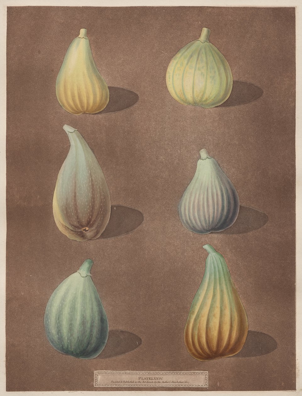Pomona Britannica: nr. 74 - Fig af attributed to Richard Brookshaw