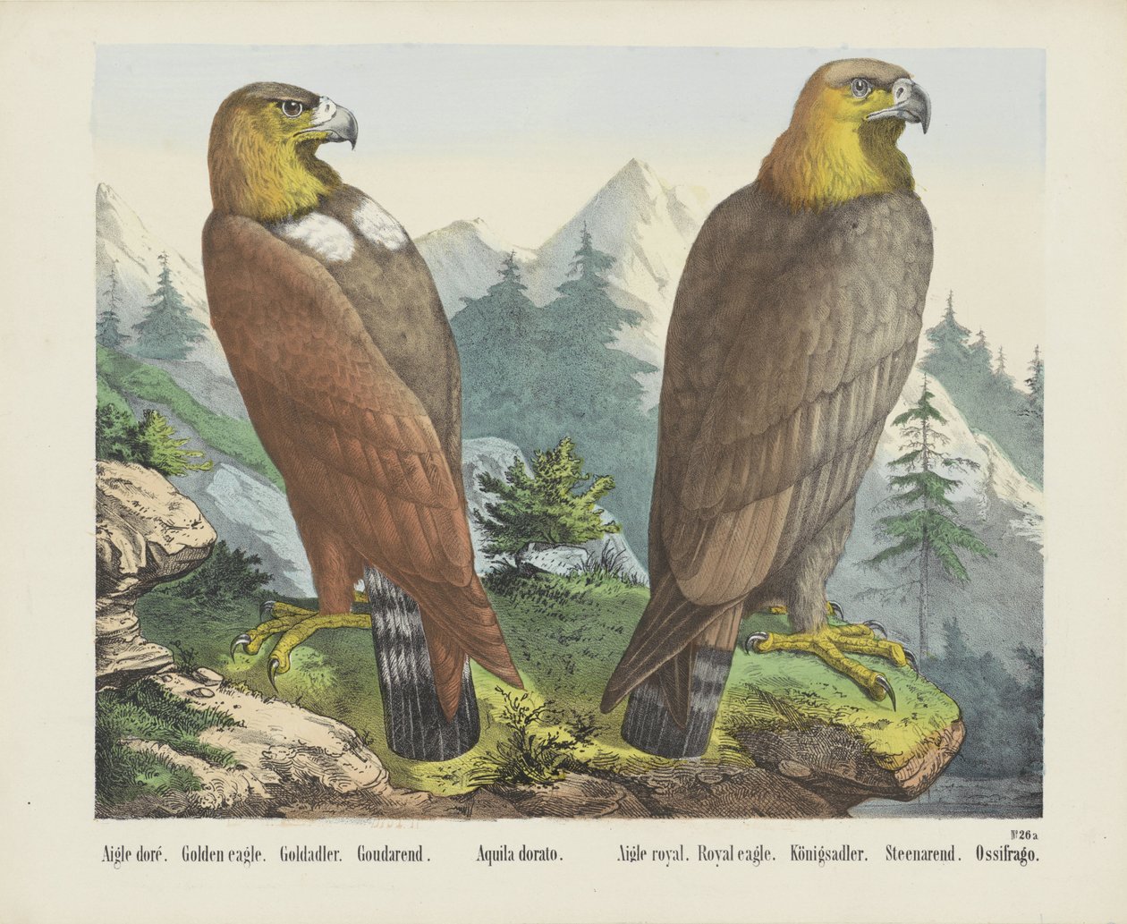 Aigle doré. / Gylden ørn. / Goldadler. / Goudarend. / Aquila dorato. / Aigle royal. / Kongelig ørn. / Königsadler. / Steenarend. / Ossifrago (titel på objekt) af firma Joseph Scholz