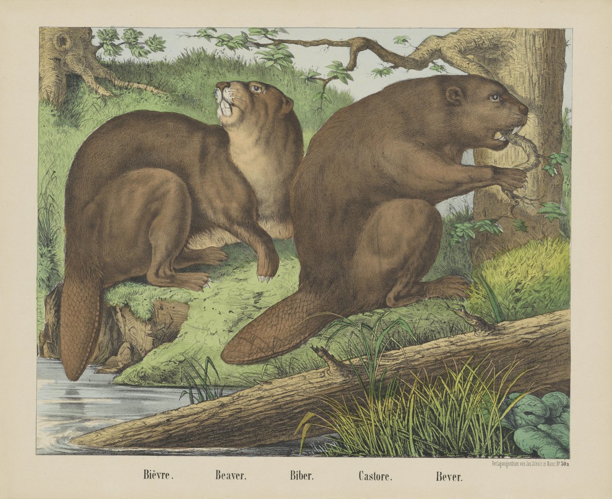 Bièvre. / Bæver. / Biber. / Castore. / Bever (titel på objekt) af firma Joseph Scholz