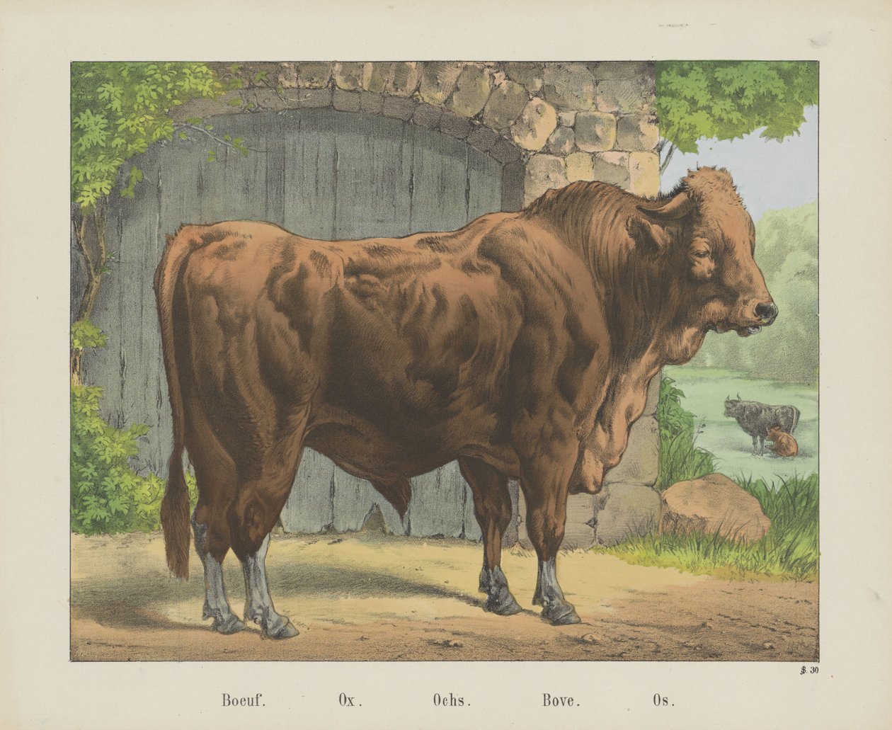 Boeuf. / Okse. / Ochs. / Bove. / Os (titel på objekt) af firma Joseph Scholz
