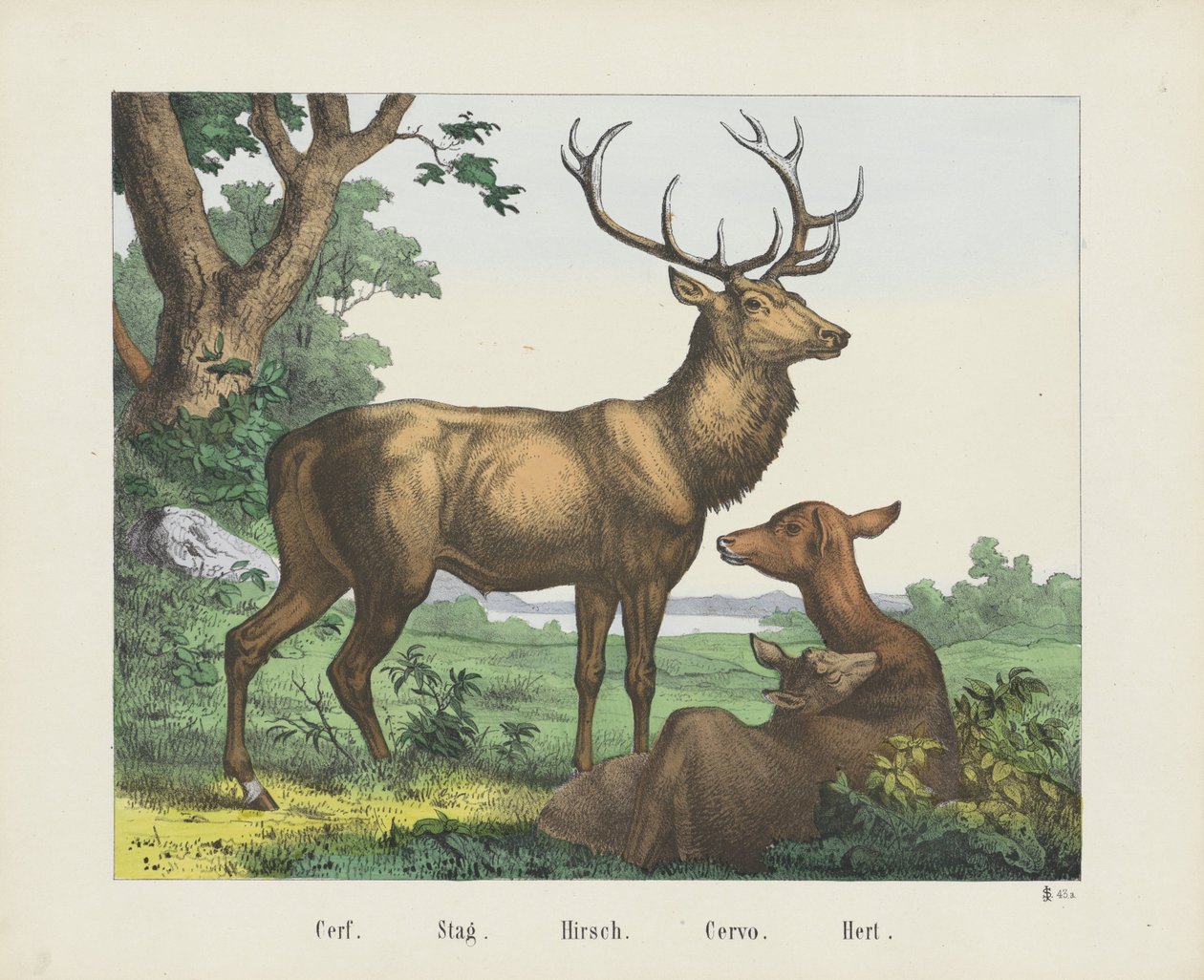Cerf. / Hjort. / Hirsch. / Cervo. / Hert (titel på objekt) af firma Joseph Scholz
