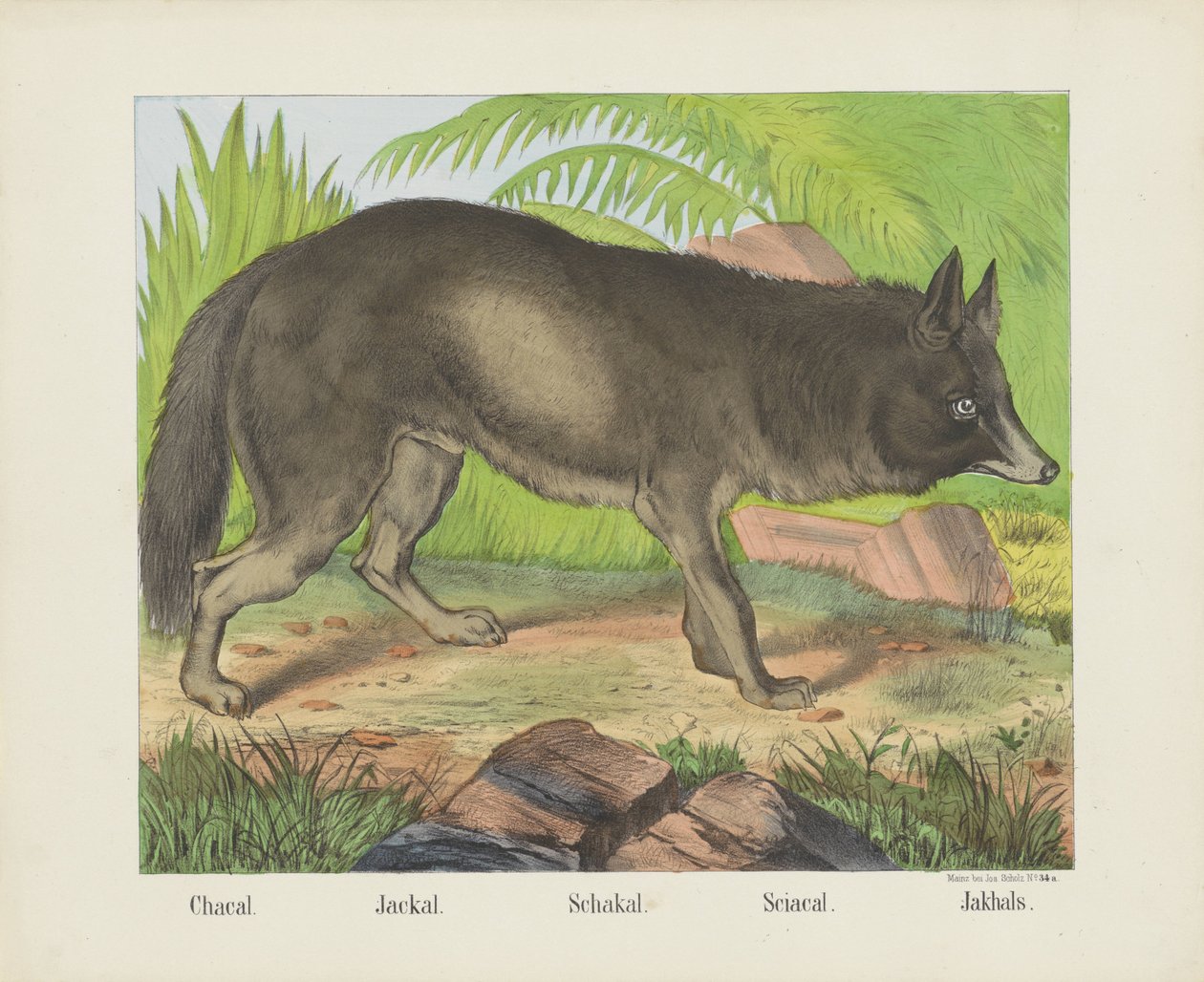 Chacal. / Sjakal. / Schakal. / Sciacal. / Jakhals (titel på objekt) af firma Joseph Scholz