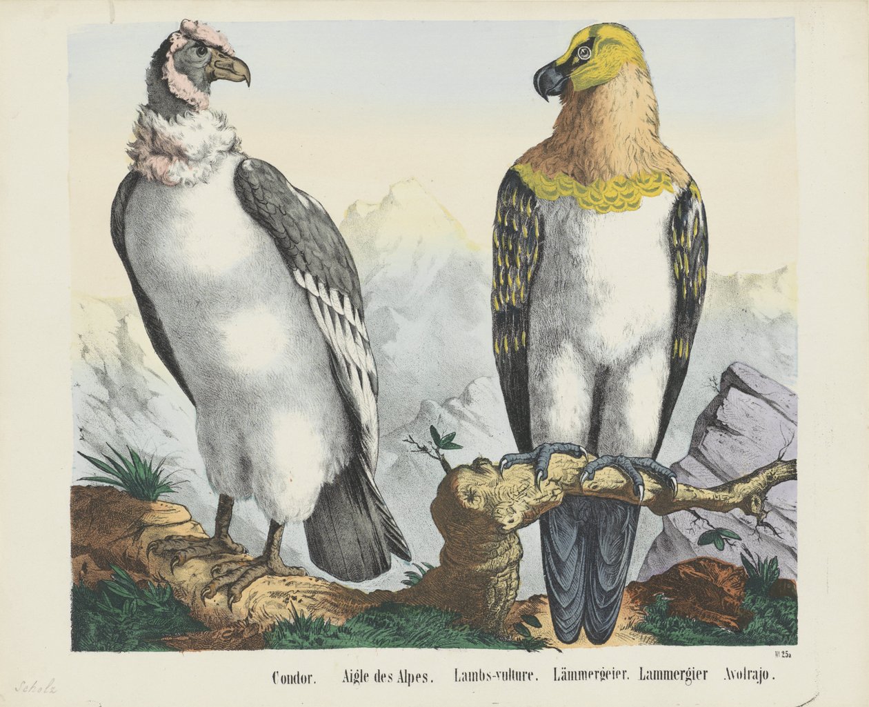 Condor. / Alpernes Ørn. / Lam-grib. / lammegrib. / Lammergier / Avolrajo (titel på objekt) af firma Joseph Scholz