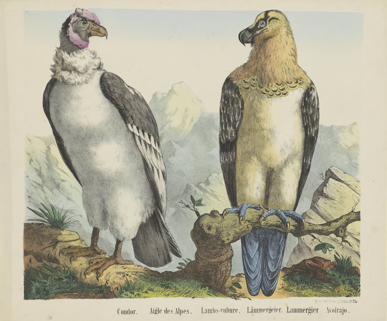 Condor. / Alpernes Ørn. / Lam-grib. / lammegrib. / Lammergier / Avolrajo (titel på objekt) af firma Joseph Scholz