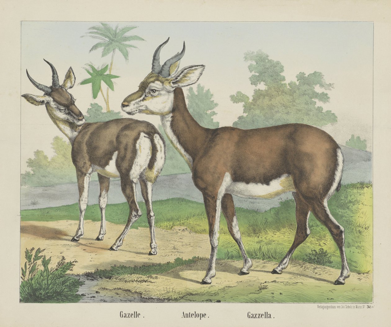 Gazelle. / Antilope. / Gazella (titel på objekt) af firma Joseph Scholz
