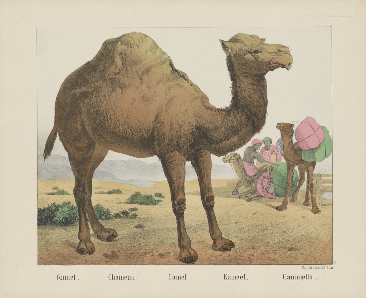 kamel. / Chameau. / Kamel. / Kamel. / Cammello (titel på objekt) af firma Joseph Scholz