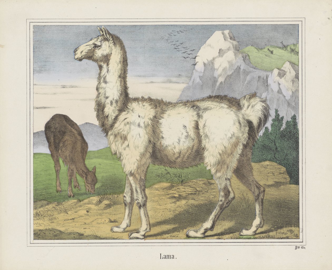 Lama (titel på objekt) af firma Joseph Scholz