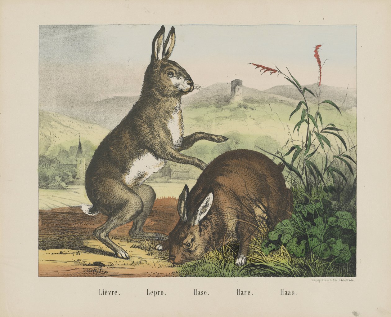 Haren. / Spedalskhed. / Det er ikke. / Hare. / Haas (titel på objekt) af firma Joseph Scholz