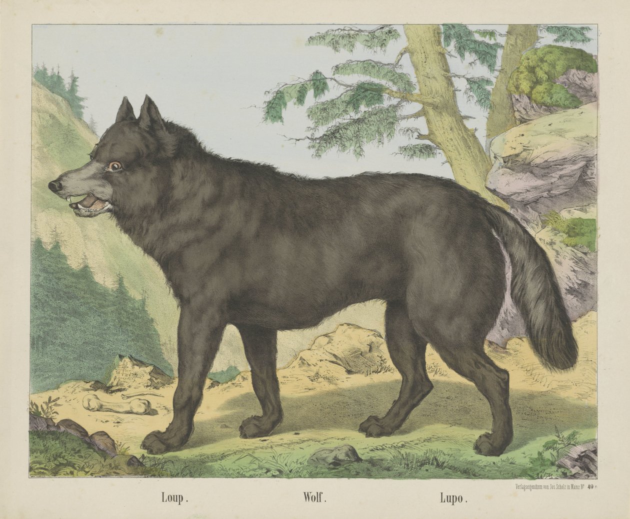 Loup. / Ulv. / Lupo (titel på objekt) af firma Joseph Scholz