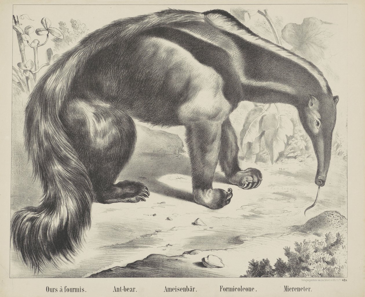 Vores à antmis. / Myrebjørn. / Myrebjørn. / Formicoleone. / Havspiser (titel på objekt) af firma Joseph Scholz