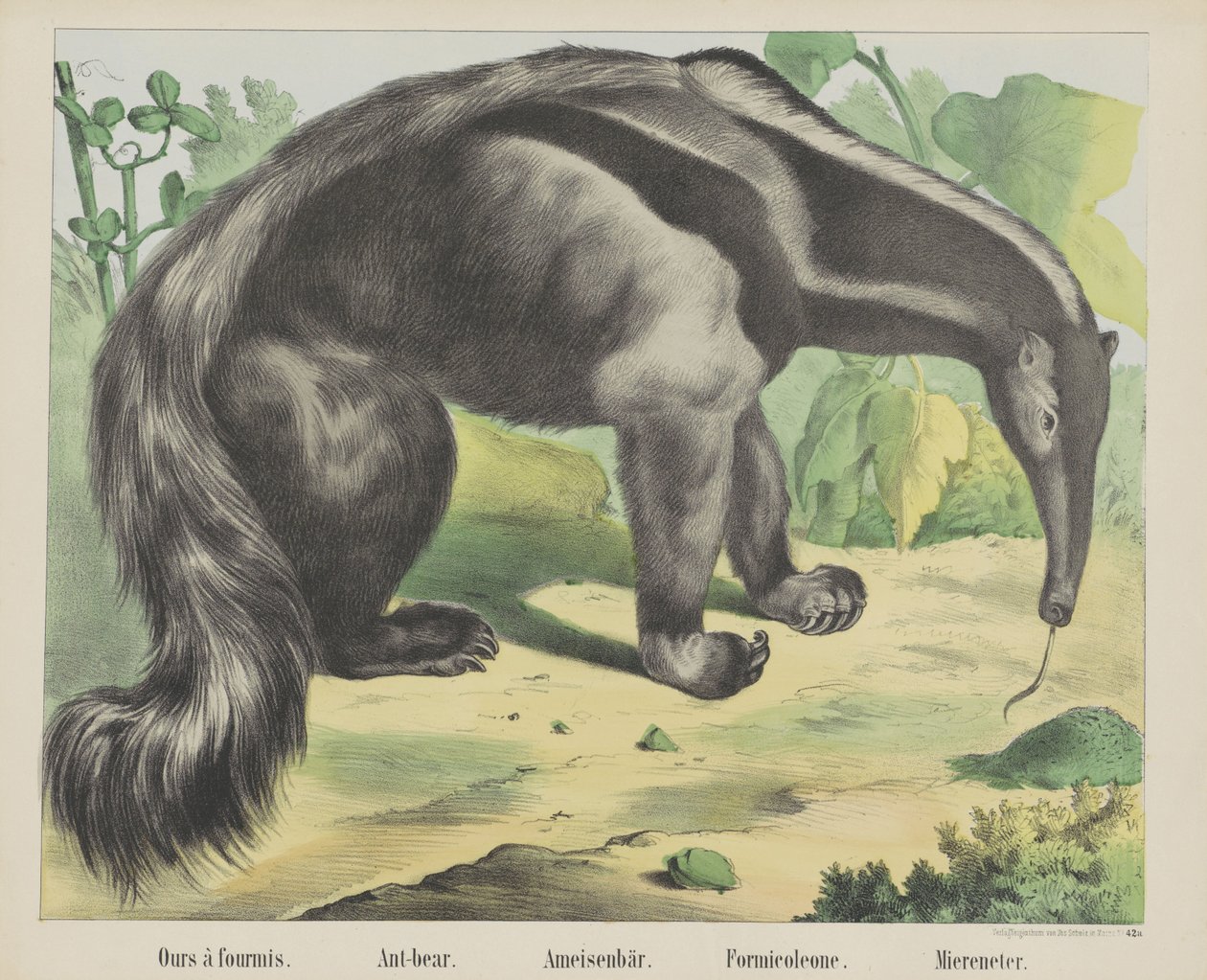 Vores à antmis. / Myrebjørn. / Myrebjørn. / Formicoleone. / Havspiser (titel på objekt) af firma Joseph Scholz