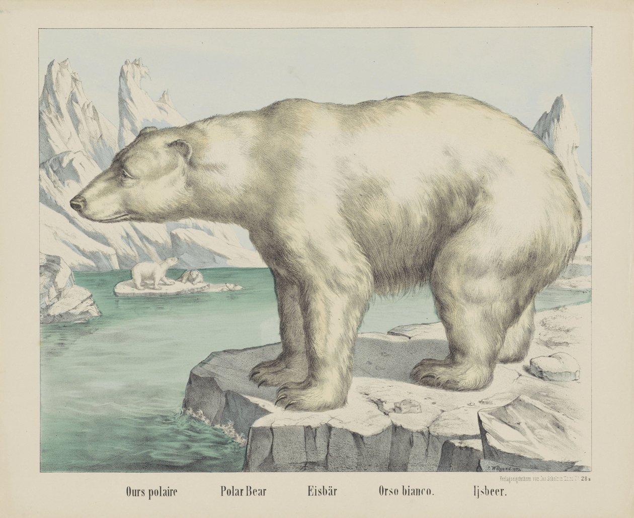 Vores polaire / Isbjørn / Eisbär / Orso bianco. / Ijsbeer (titel på objekt) af firma Joseph Scholz