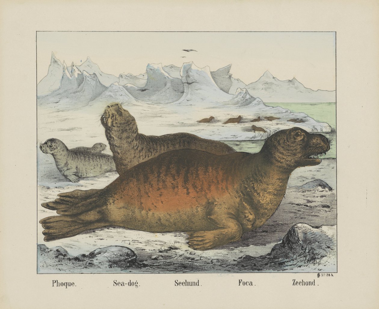 Phoque. / Havhund. / Seehund. / Foca. / Segl (titel på objekt) af firma Joseph Scholz