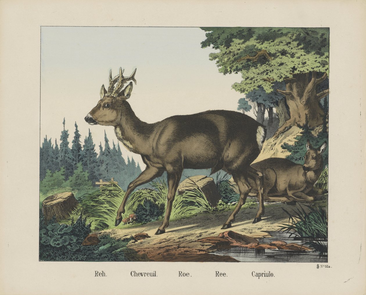 Reh. / Chevreuil. / Rogn. / Ree. / Capriulo (titel på objekt) af firma Joseph Scholz