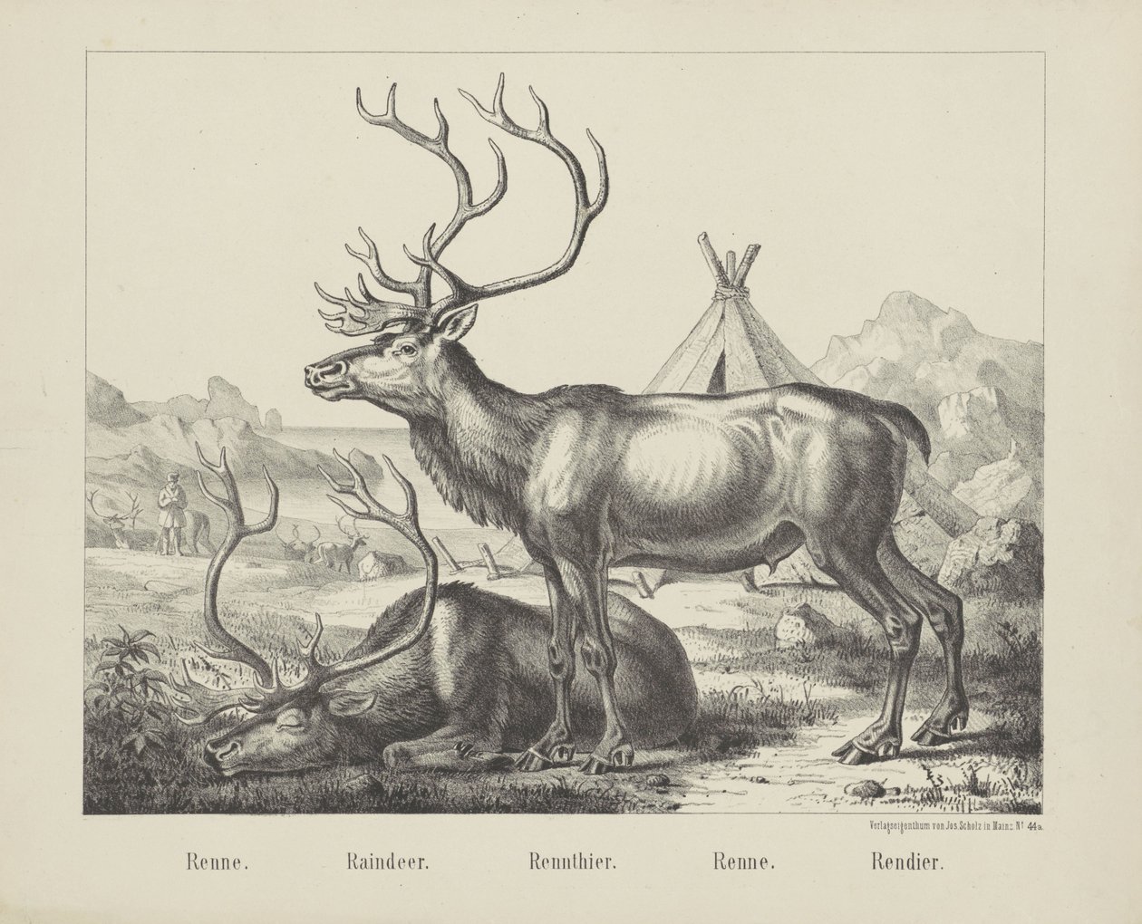 Renne. / Rensdyr. / Rensdyr. / Løb. / rensdyr (titel på objekt) af firma Joseph Scholz