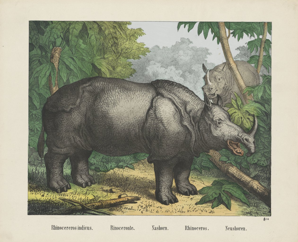 Rhinocereros indicus. / Rinoceronte. / Nashorn. / Næsehorn. / Neushoren (titel på objekt) af firma Joseph Scholz