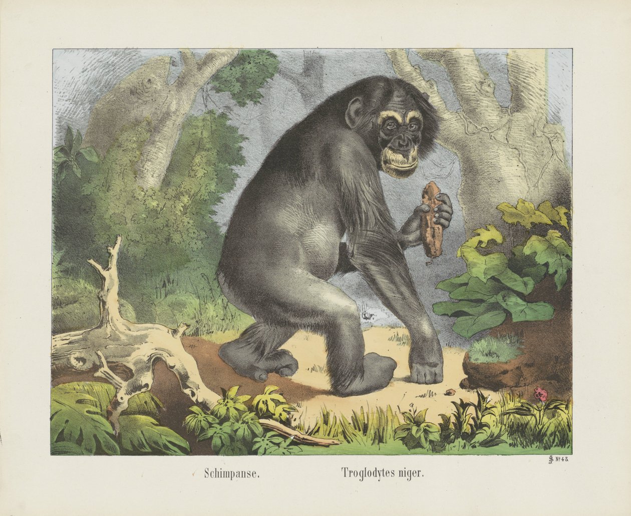 Schimpanse. / Troglodytes niger (titel på objekt) af firma Joseph Scholz
