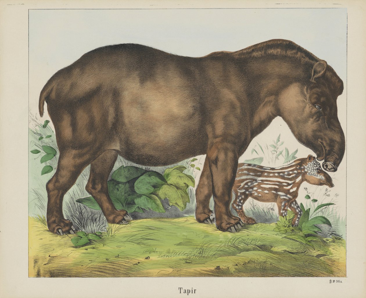 Tapir (titel på objekt) af firma Joseph Scholz
