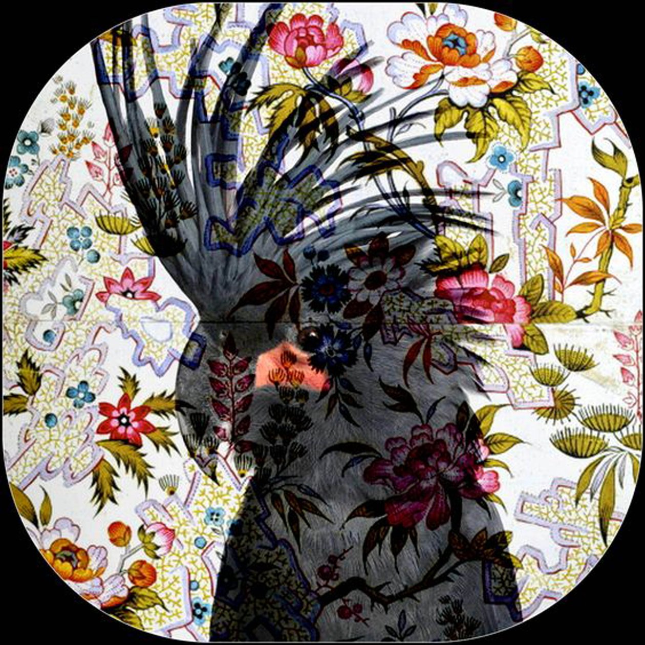Black Parrot, 2017 (fotografi) af linda arthurs