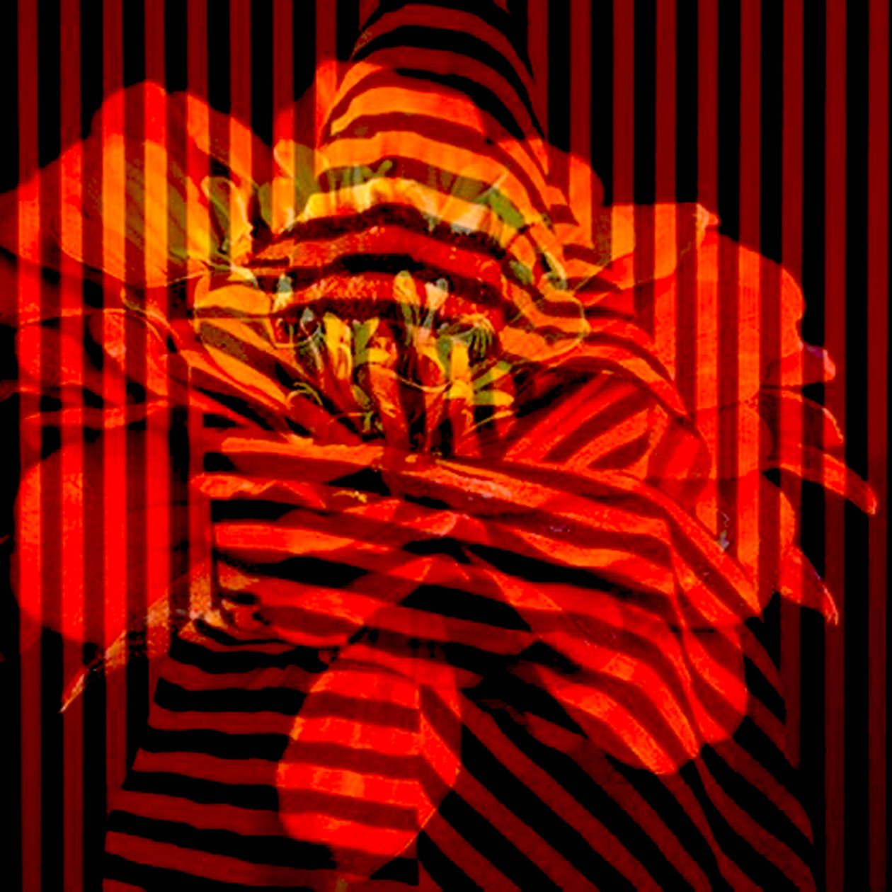 Blomstercollage, 2017 (fotografi) af linda arthurs