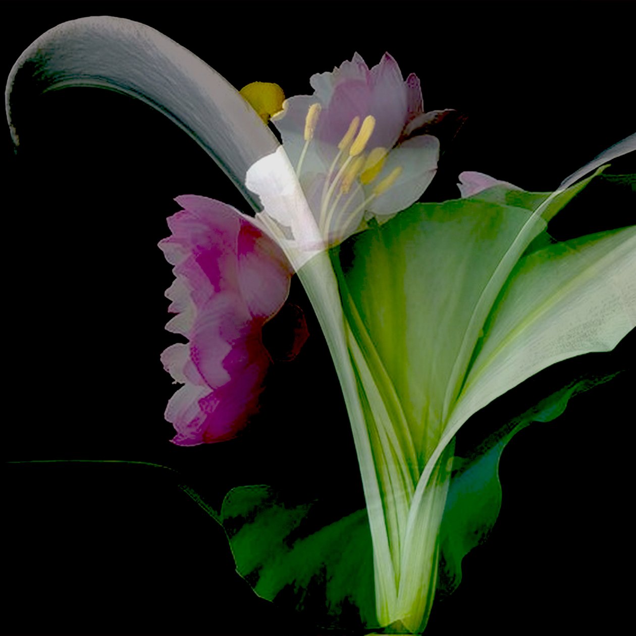 Blomstercollage, 2018 (blandede medier) af linda arthurs