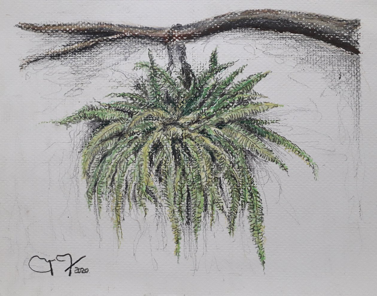 ORNAMENTAL PLANT - FERN af miguelmendez_art.ve