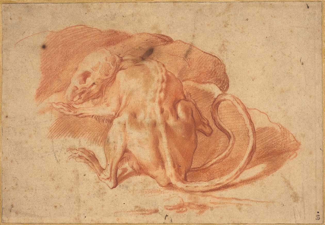 En delvist flået rotte af possibly Florentine or Roman Italian 16th
