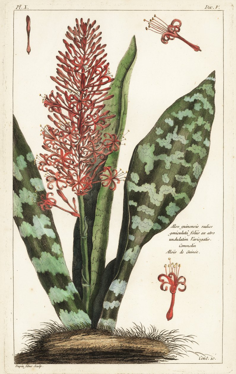 Afrikansk buestrengshamp, Sansevieria hyacinthoides af the Younger Dupin