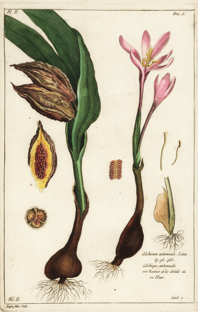 Efterårskrokus, eng safran eller nøgne damer, Colchicum autumnale, Linn af the Younger Dupin