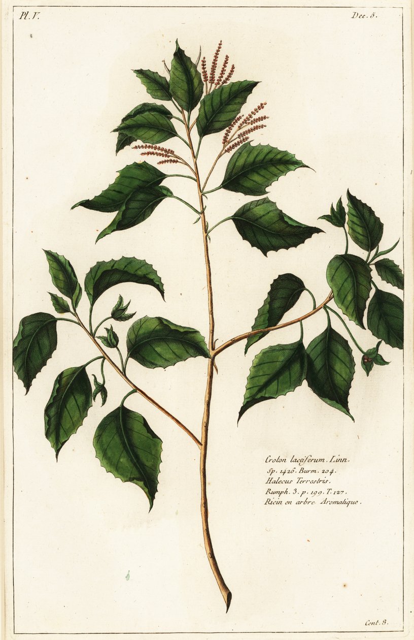 Candlenut, Croton laccifer af the Younger Dupin
