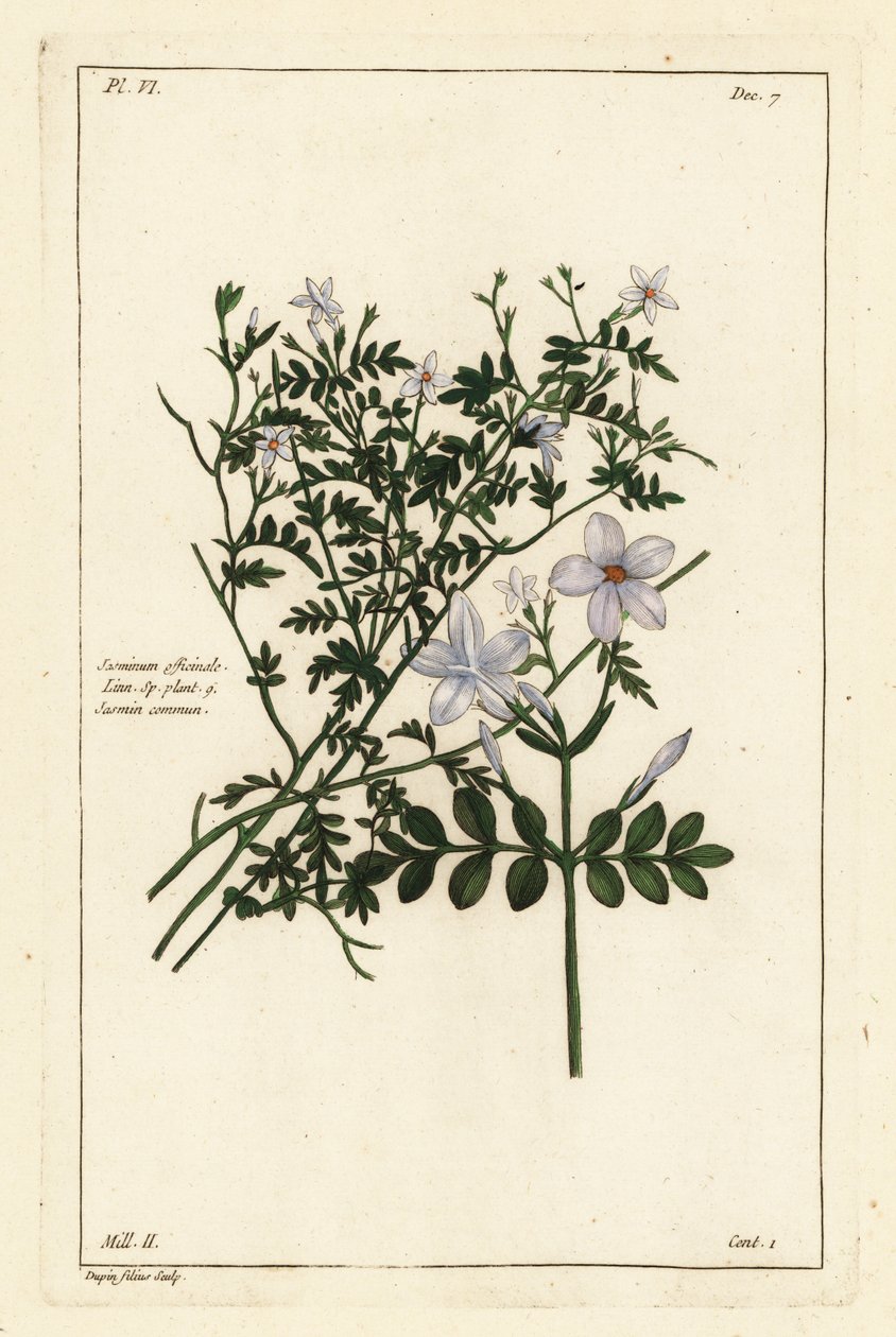 Almindelig jasmin, Jasminum officinale, Linn af the Younger Dupin
