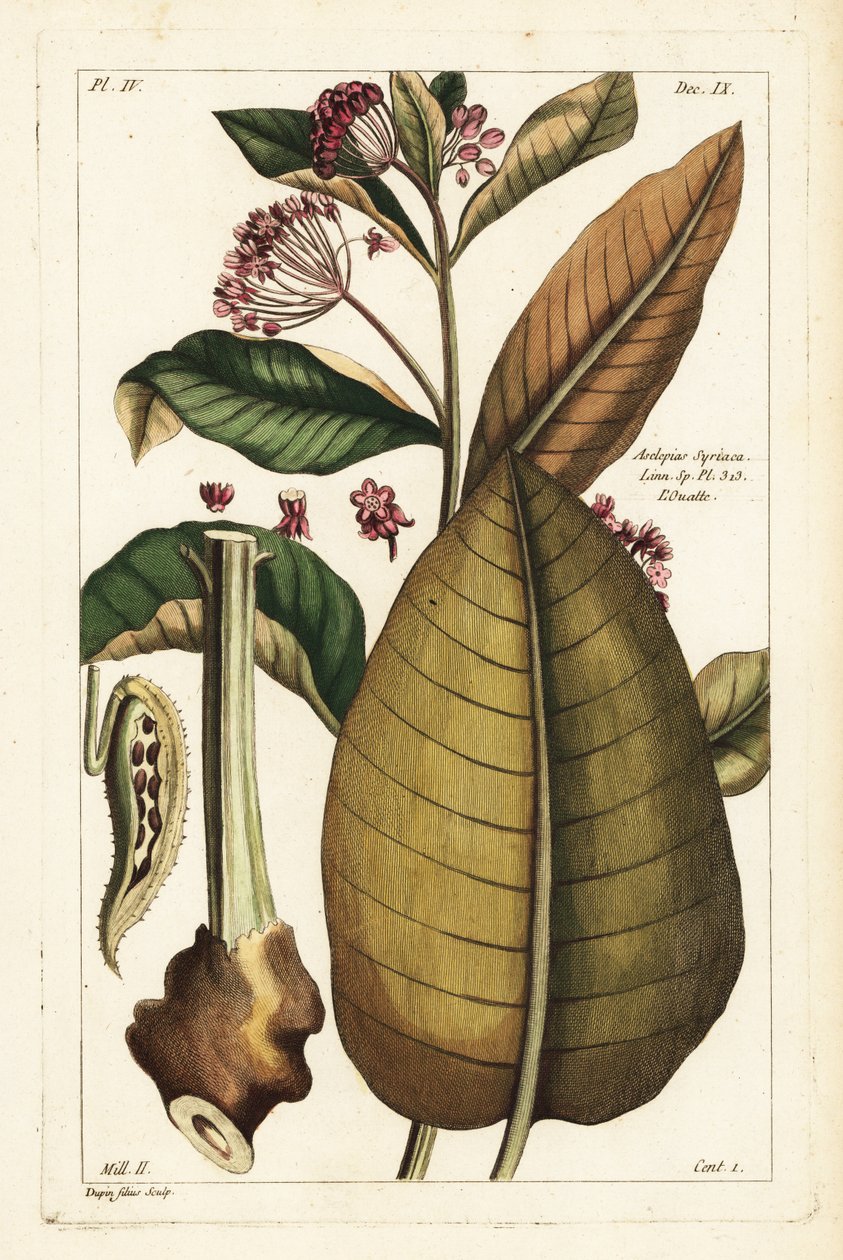 Almindelig mælkemad, Asclepias syriaca af the Younger Dupin