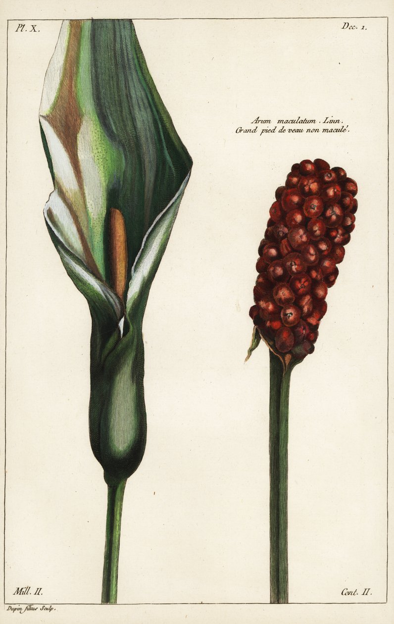 Gøgepint eller vild arum, blomst og frugt, Arum maculatum, Linn af the Younger Dupin
